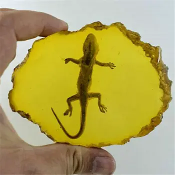 Gražus Gintaro Gecko Iškastinio Vabzdžių, Rankinė Poliravimo Dekoratyvinis Vienetų.